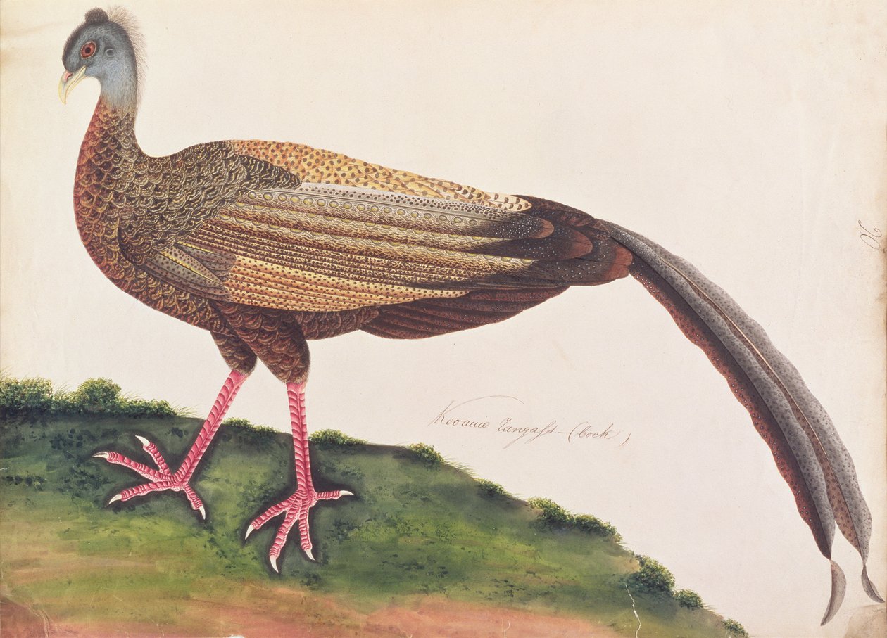 Great Argus, från Drawings of Birds from Malacca, c.1805-18 (wc på papper) av Chinese School