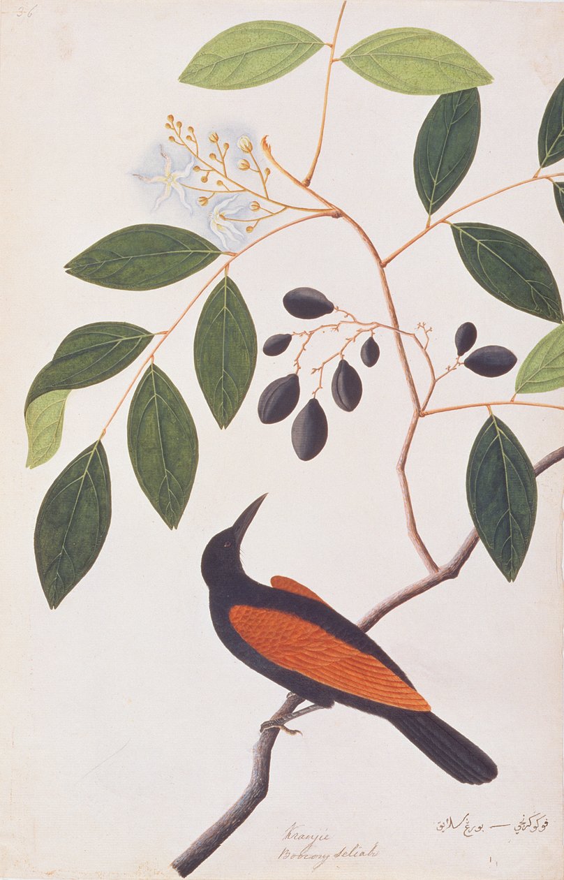 Greater Coucal, från Drawings of Birds from Malacca, c.1805-18 (wc på papper) av Chinese School