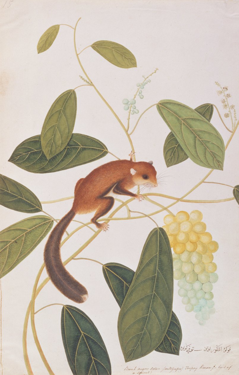 Gråkindad flygekorre, från teckningar av djur, insekter och reptiler från Malacka, ca 1805-18 (wc & gouache på papper) av Chinese School