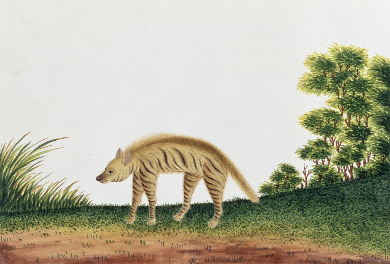 Hyena, från teckningar av djur, insekter och reptiler från Malacka, c.1805-18 (wc och gouache på papper) av Chinese School