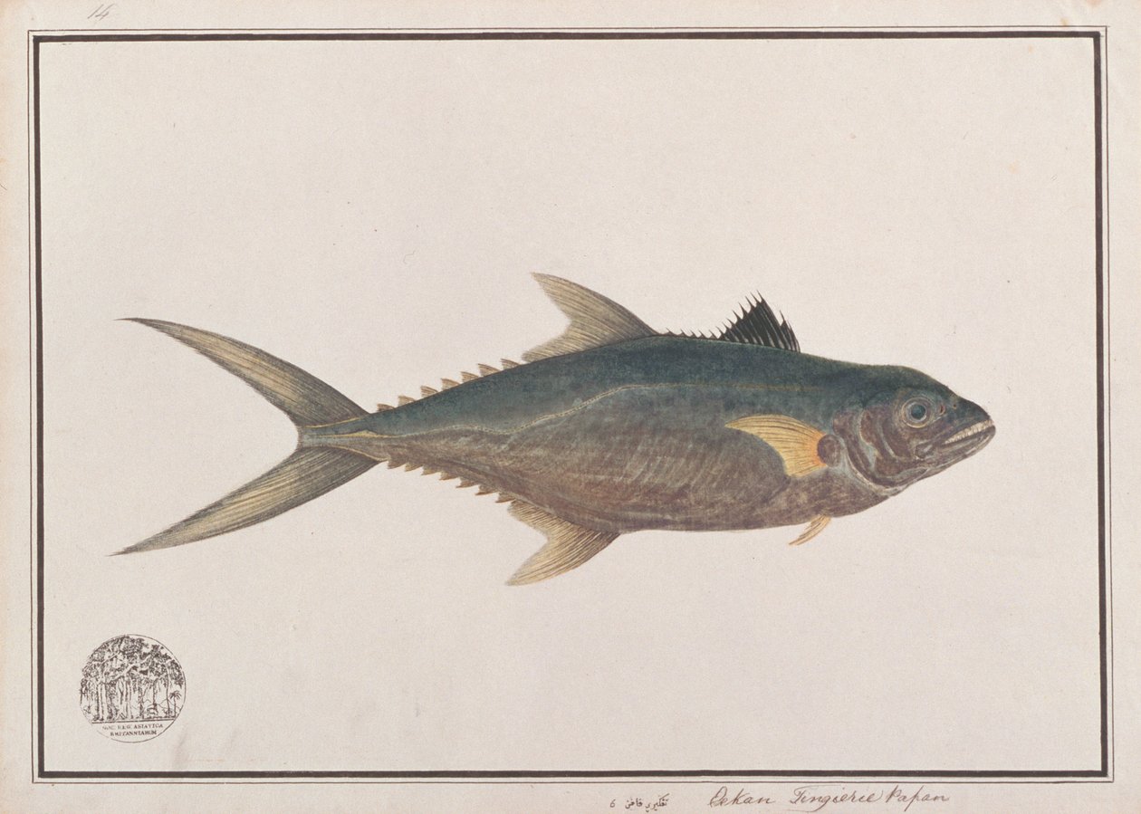 Indo-Pacific King Makrel, från Drawings of Fishes from Malacca, c.1805-18 (wc på papper) av Chinese School