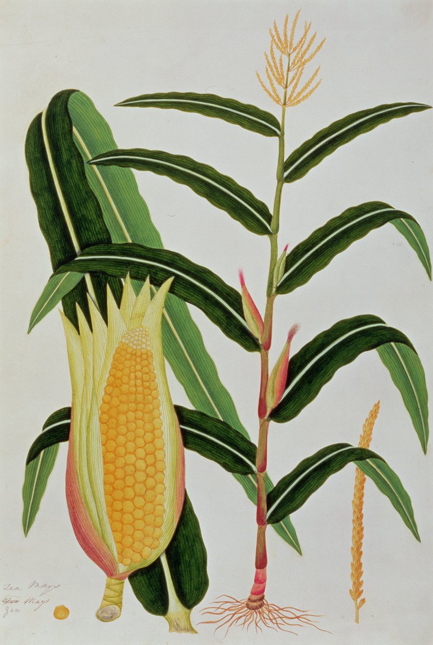 Jagong eller Indian Corn, från Drawings of Plants from Malacca, c.1805-18 (wc på papper) av Chinese School
