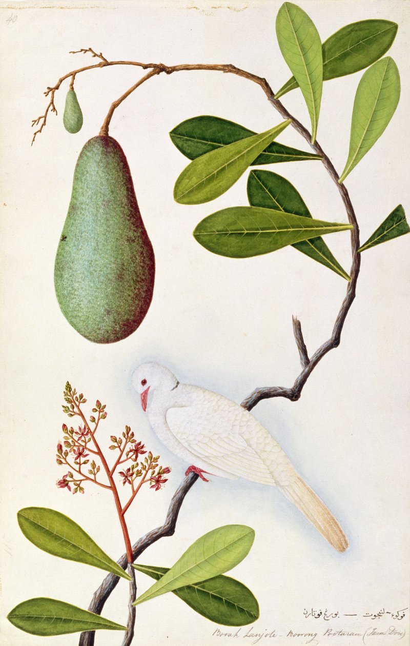 Java Dove eller Boorah Poutaran, från Drawings of Birds from Malacca, c.1805-18 (wc på papper) av Chinese School