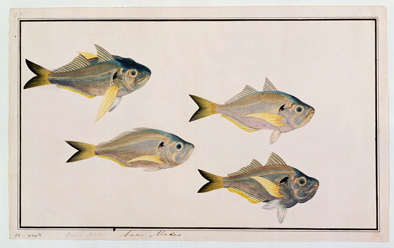 Kasee Madoo, från Drawings of Fishes from Malacca, c.1805-18 (wc på papper) av Chinese School