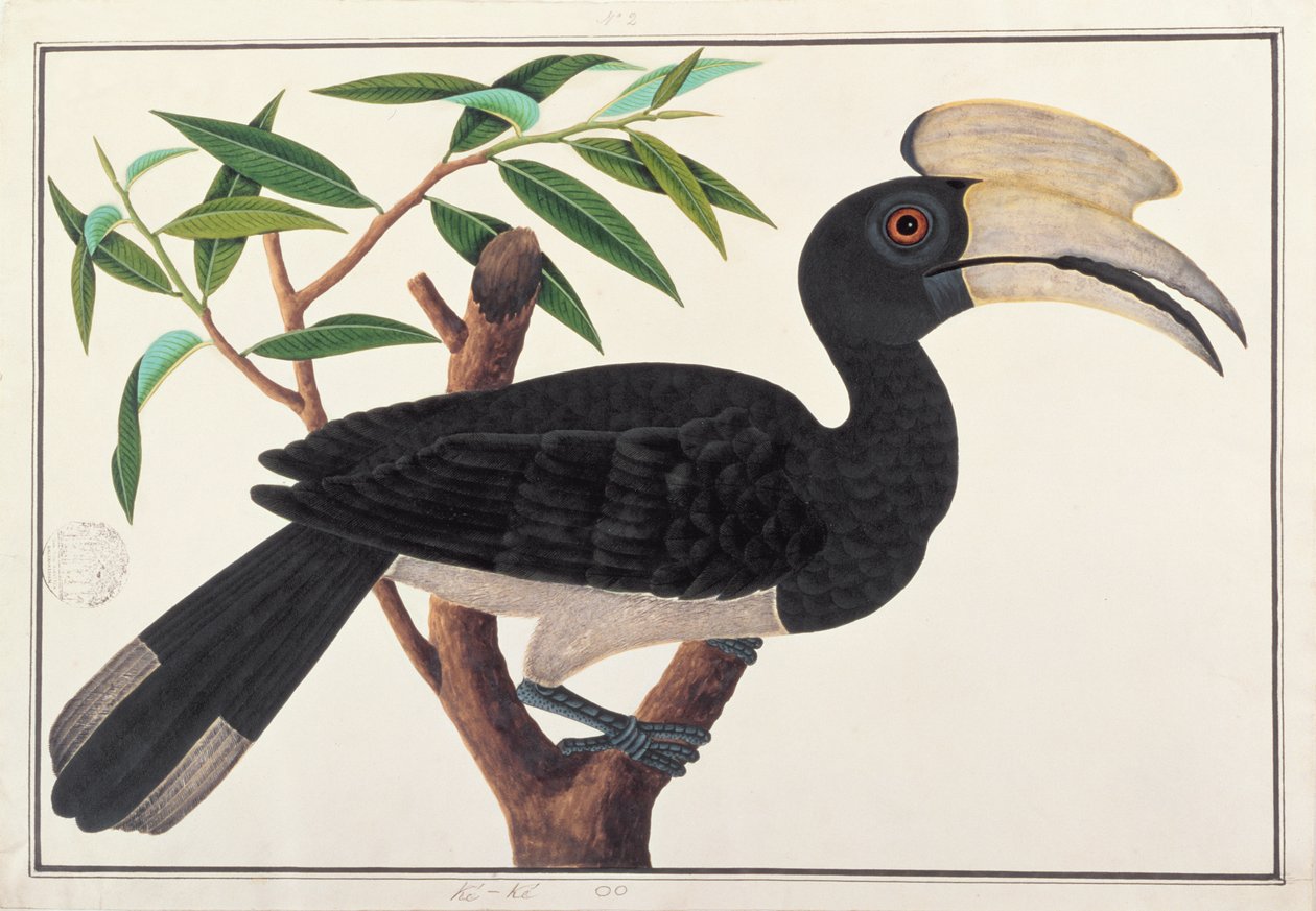 Ke-ke, från Drawings of Birds from Malacca, c.1805-18 (wc på papper) av Chinese School