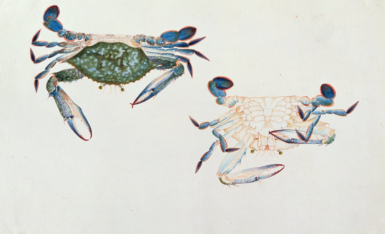 Ketam Rinyong, från Drawings of Animals, Insects and Reptiles from Malacca, c.1805-18 (wc och gouache på papper) av Chinese School