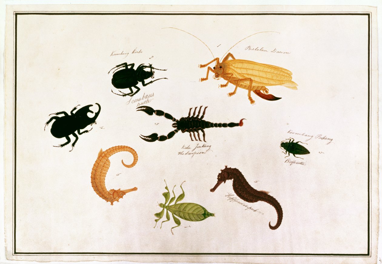 Koombang Kerbo, Bielalan Dawon, Kala Jinking, Koombang Padang, Hippocampus, från teckningar av djur, insekter och reptiler från Malacka, ca 1805-18 (wc och gouache på papper) av Chinese School