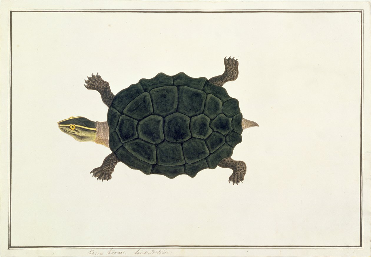 Landsköldpadda, Koora Koora, från teckningar av djur, insekter och reptiler från Malacka, c.1805-18 (wc och gouache på papper) av Chinese School
