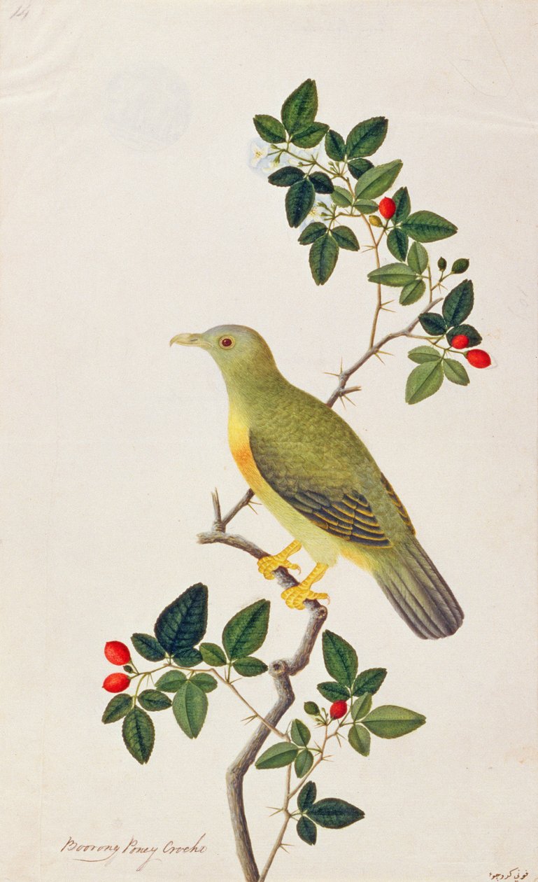 Stor grön duva, från teckningar av fåglar från Malacka, ca 1805-18 (wc på papper) av Chinese School