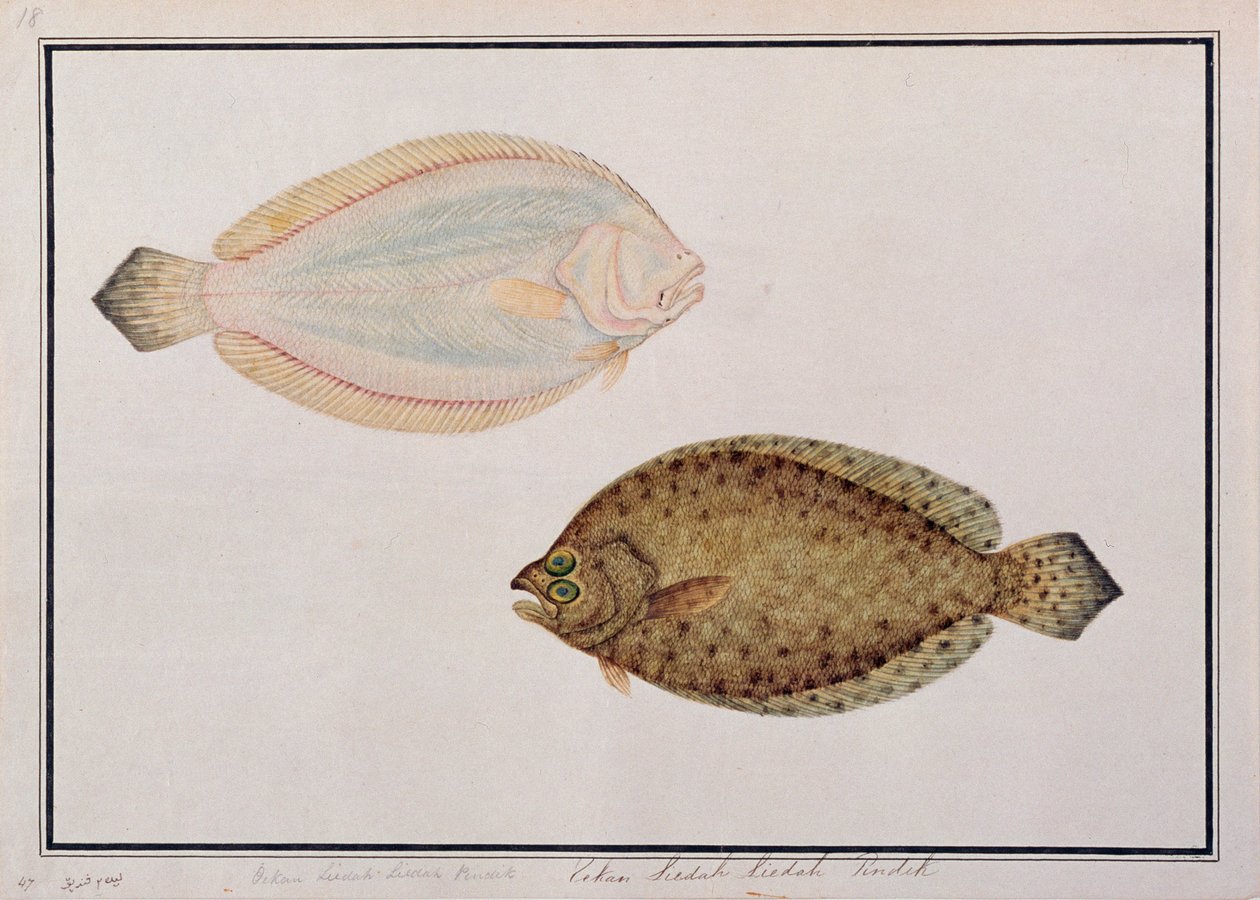 Stortandad flundra, från teckningar av fiskar från Malacka, ca 1805-18 (wc på papper) av Chinese School