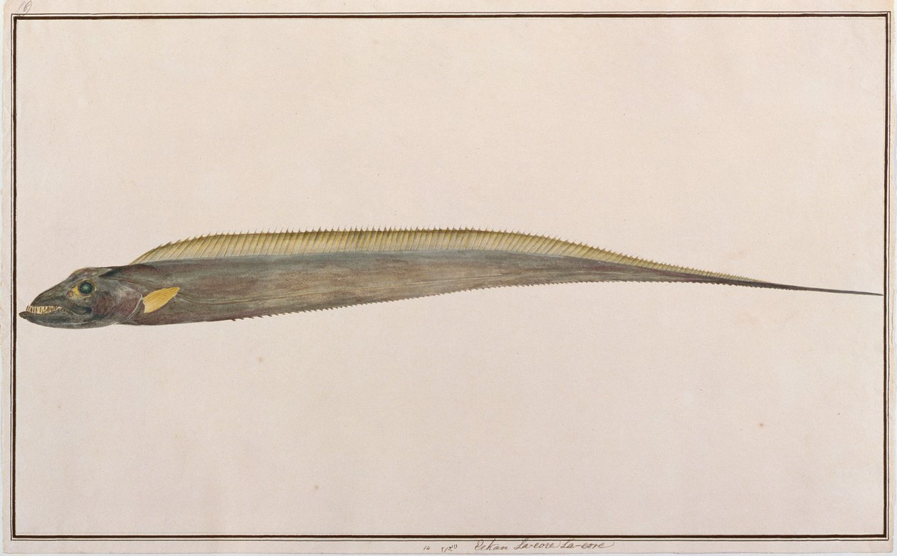 Largehead Hairtail, från Drawings of Fishes from Malacca, c.1805-18 (wc på papper) av Chinese School