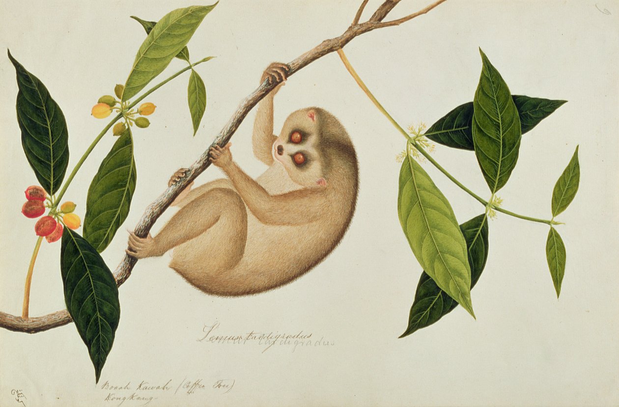 Lemur tardigradus, Booah Kawah (kaffeträd) Kong Kang, från Drawings of Animals, Insects and Reptiles from Malacca, c.1805-18 (wc och gouache på papper) av Chinese School