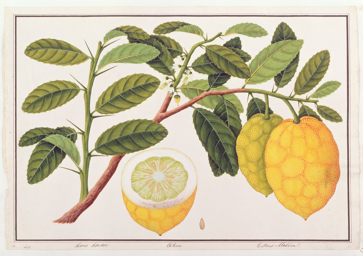 Limo Soe Soe, Strong or Citrus Medica, från Drawings of Plants from Malacca, c.1805-18 (wc på papper) av Chinese School