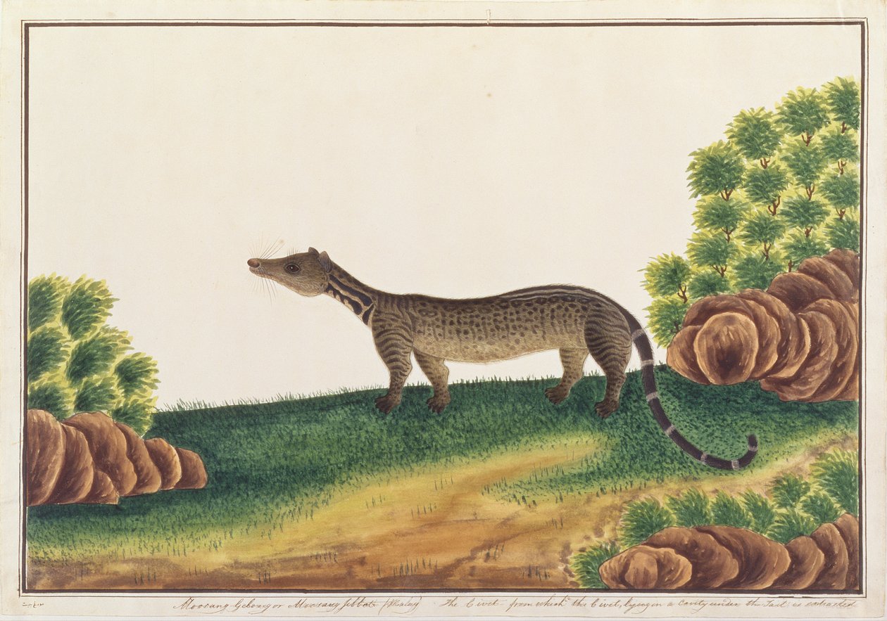 Malay Civet, från teckningar av djur, insekter och reptiler från Malacka, c.1805-18 (gouache och wc på papper) av Chinese School