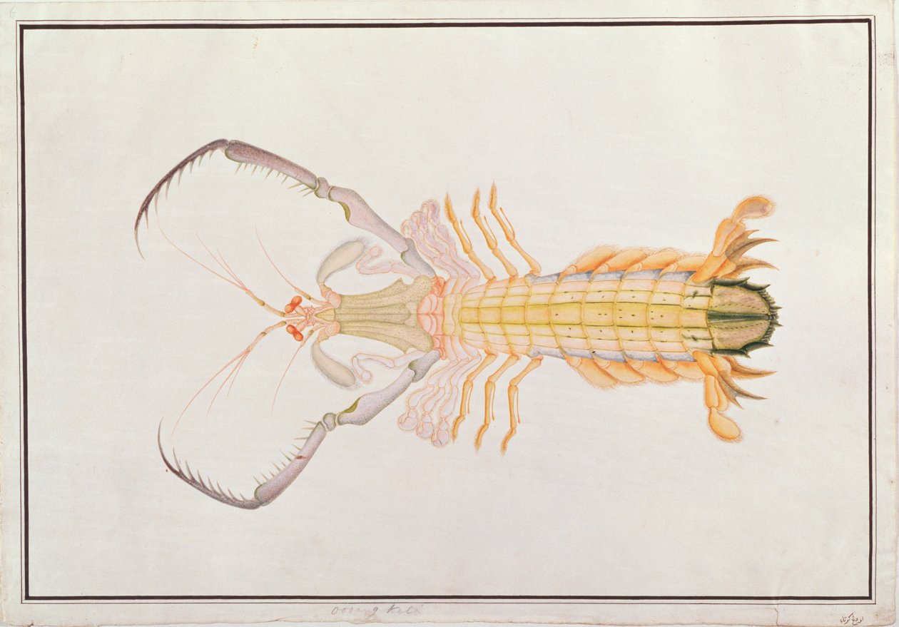 Mantis räkor, från teckningar av djur, insekter och reptiler från Malacka, c.1805-18 (wc & gouache på papper) av Chinese School