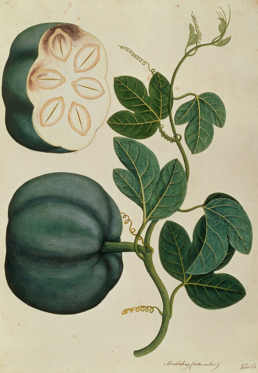 Mendickay eller vattenmelon, från Drawings of Plants from Malacca, c.1805-18 (wc på papper) av Chinese School