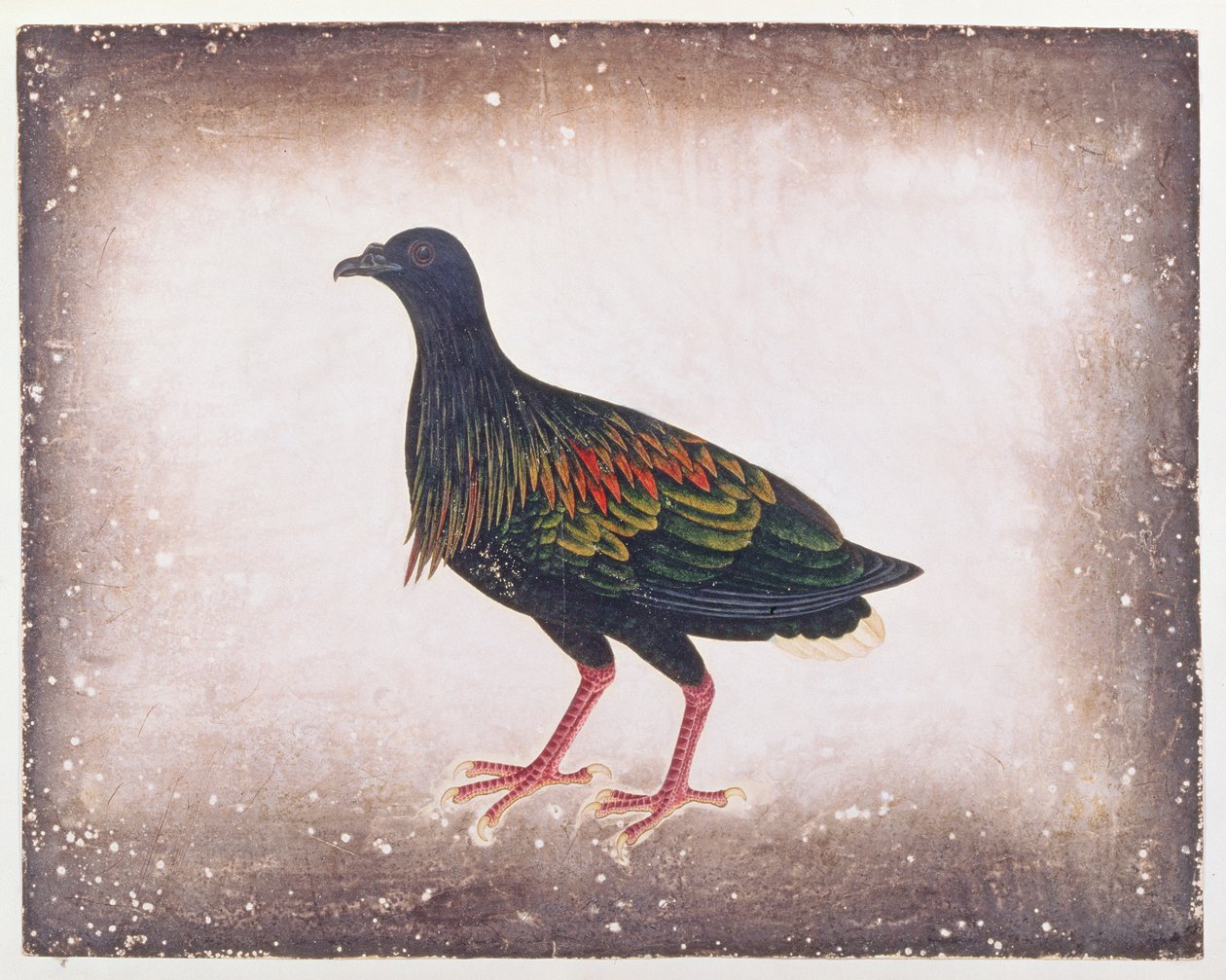Nicobar Pigeon, från Drawings of Birds from Malacca, c.1805-18 (wc på papper) av Chinese School