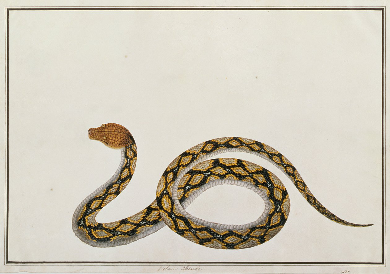 Oolur Chinde, från teckningar av djur, insekter och reptiler från Malacka, c.1805-18 (gouache och wc på papper) av Chinese School