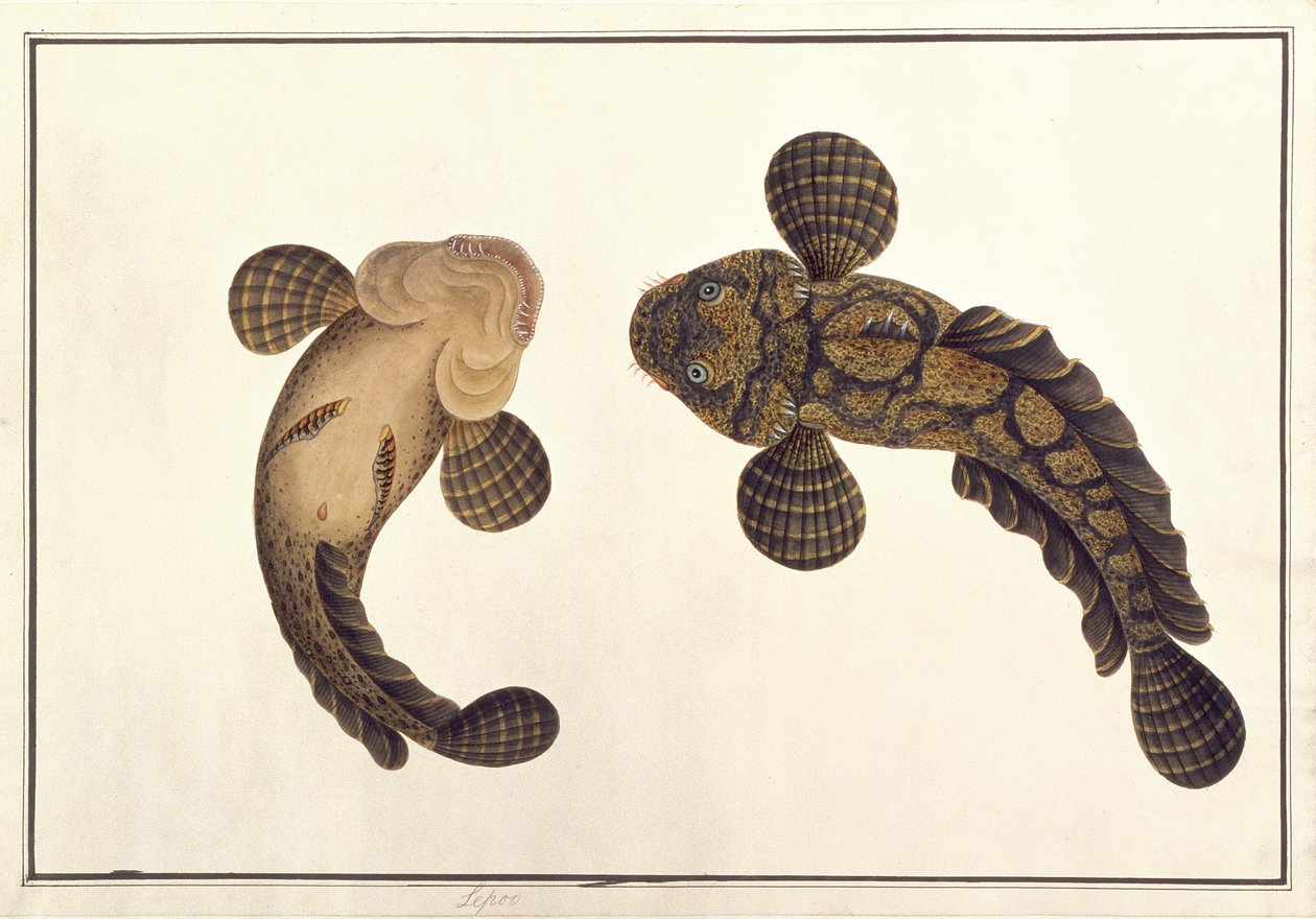 Oolur Sawa, från Drawings of Animals, Insects and Reptiles from Malacca, c.1805-18 (wc och gouache på papper) av Chinese School