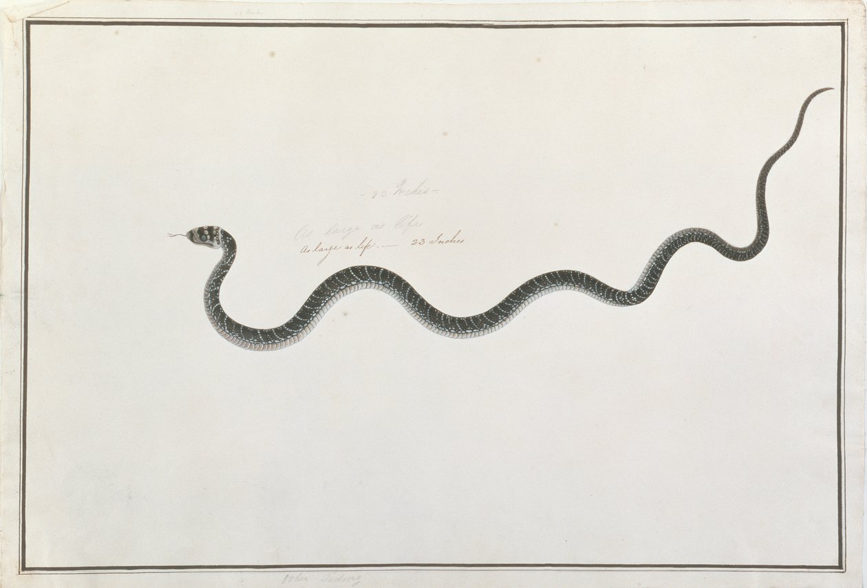 Oolur Tedong, från Drawings of Animals, Insects and Reptiles from Malacca, c.1805-18 (wc och gouache på papper) av Chinese School