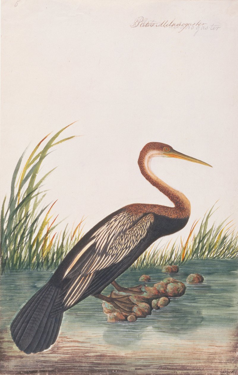 Oriental Darter, från Drawings of Birds from Malacca, c.1805-18 (wc på papper) av Chinese School