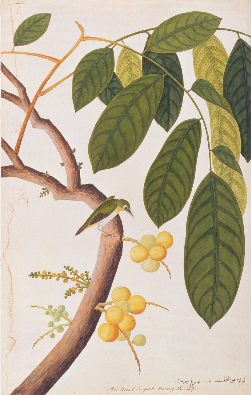 Oriental White-eye, från Drawings of Birds from Malacca, c.1805-18 (wc på papper) av Chinese School