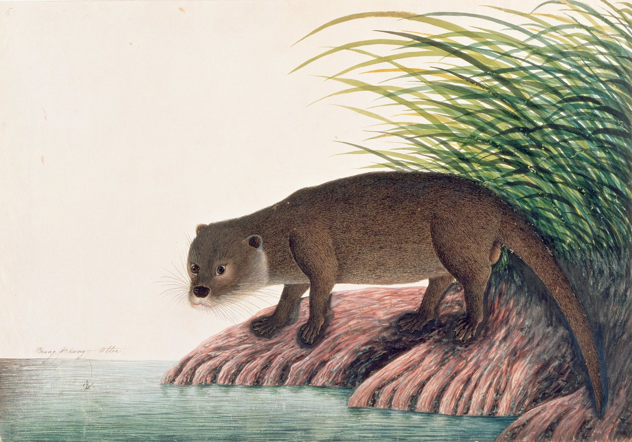 Otter, Brang-Brang, från teckningar av djur, insekter och reptiler från Malacka, c.1805-18 (wc och gouache på papper) av Chinese School