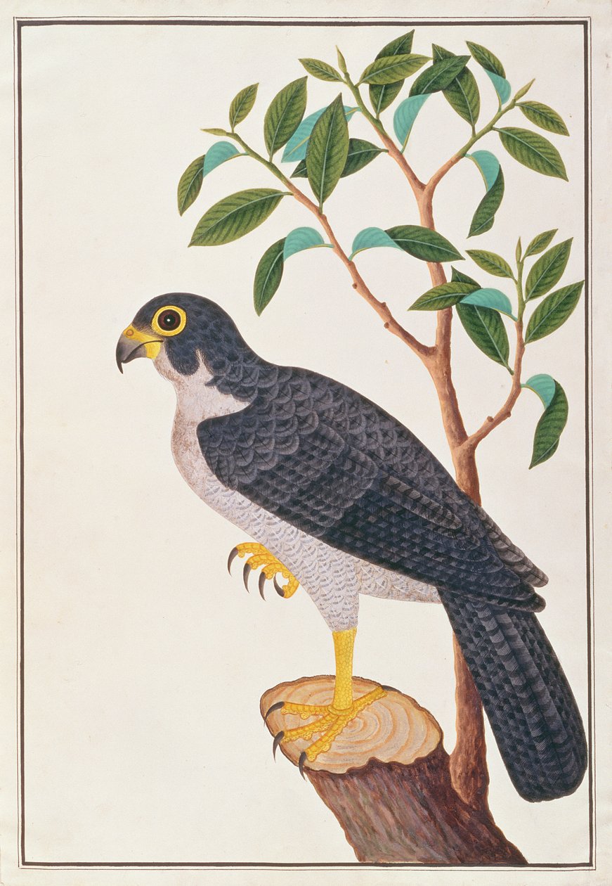 Pilgrimsfalk, från Drawings of Birds from Malacca, c.1805-18 (wc på papper) av Chinese School
