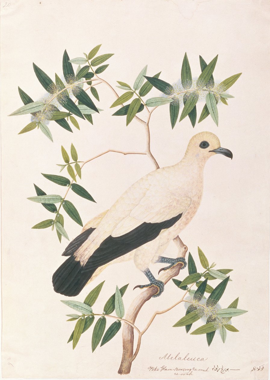 Pied Imperial Pigeon, från Drawings of Birds from Malacca, c.1805-18 (wc på papper) av Chinese School