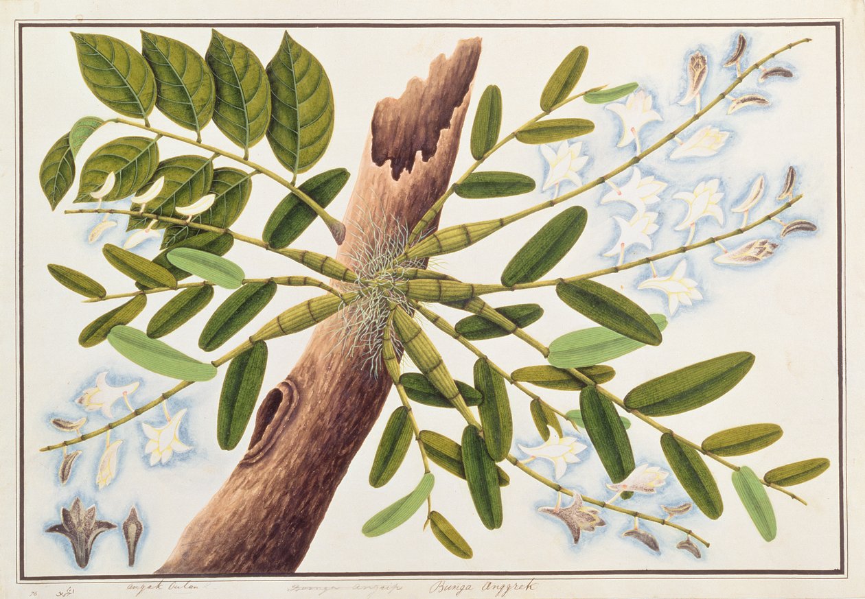 Pigeon Orchid, från Drawings of Plants from Malacca, c.1805-18 (wc på papper) av Chinese School