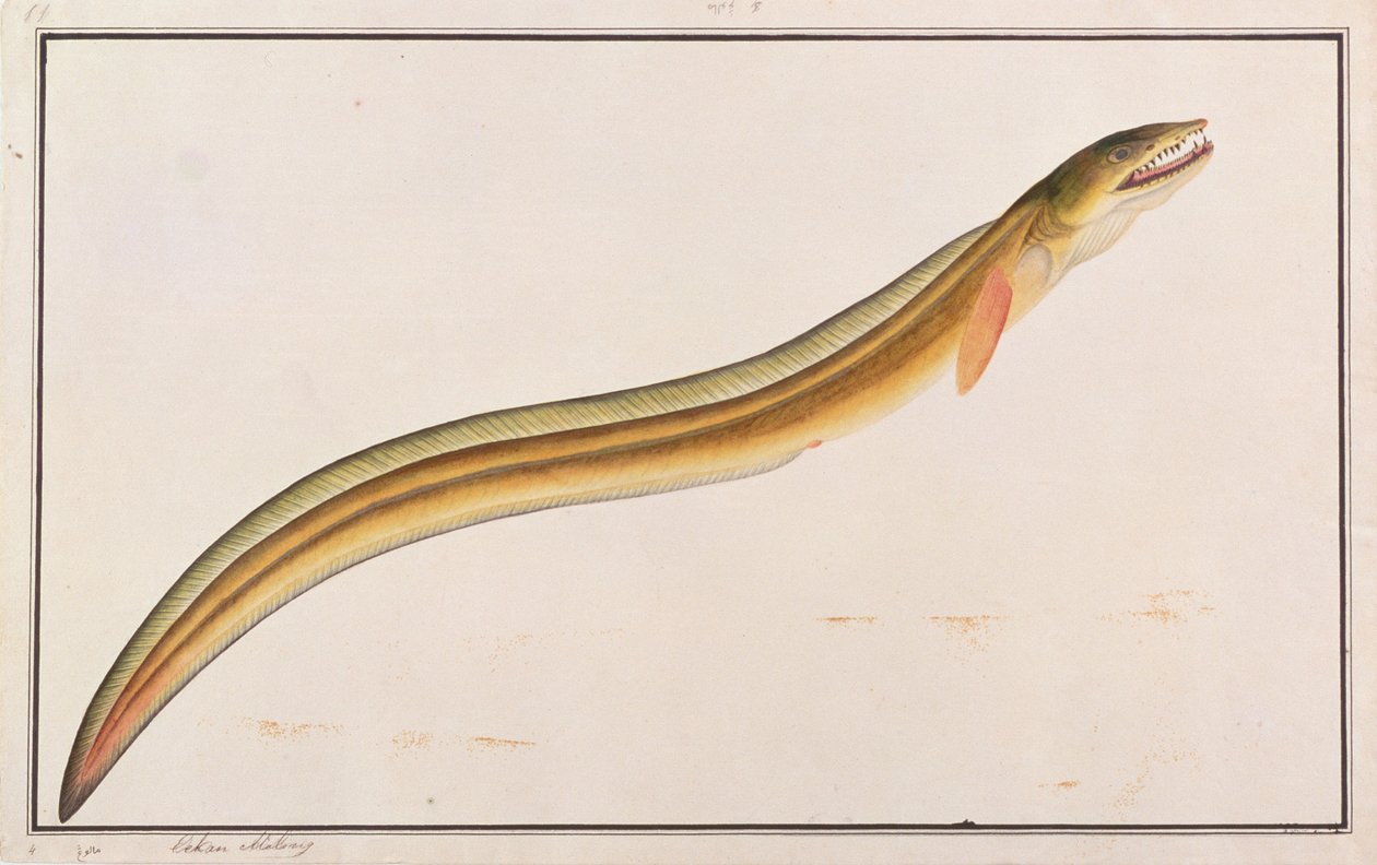 Pike Conger, från Drawings of Fishes from Malacca, c.1805-18 (wc på papper) av Chinese School