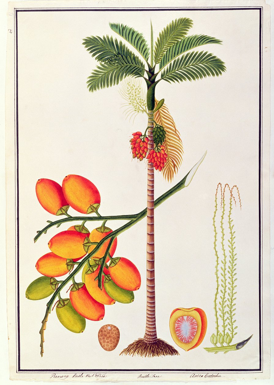Pinang Betel Nut Tree, från Drawings of Plants from Malacca, c.1805-18 (wc på papper) av Chinese School