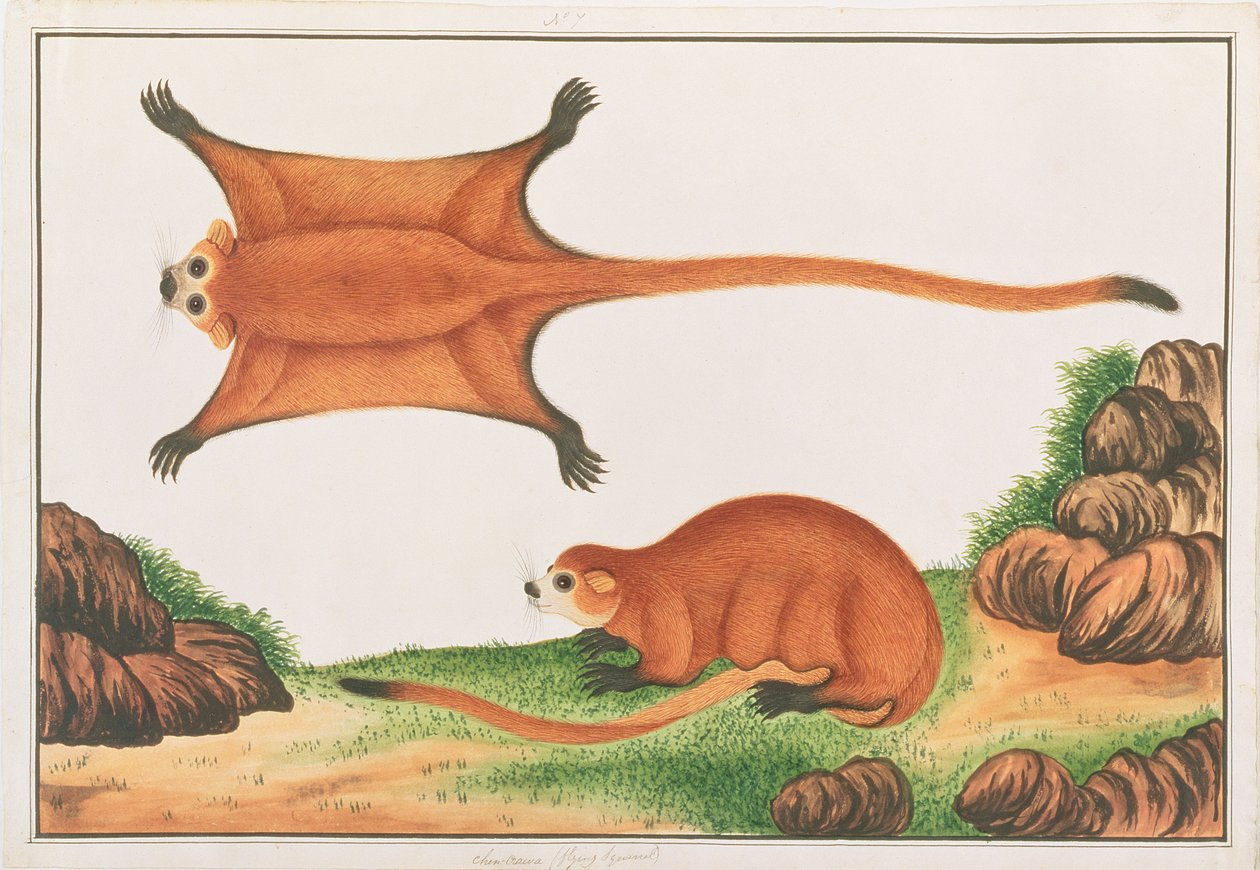 Röd jätte flygekorre, från teckningar av djur, insekter och reptiler från Malacka, ca 1805-18 (wc & gouache på papper) av Chinese School