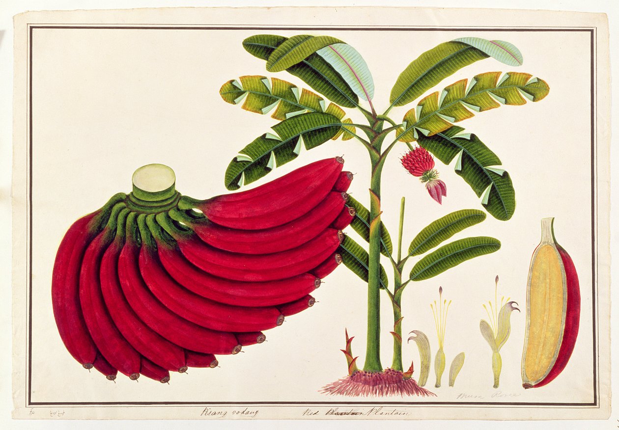 Röd groblad, Pisang udang, från Drawings of Plants from Malacca, c.1805-18 (wc på papper) av Chinese School
