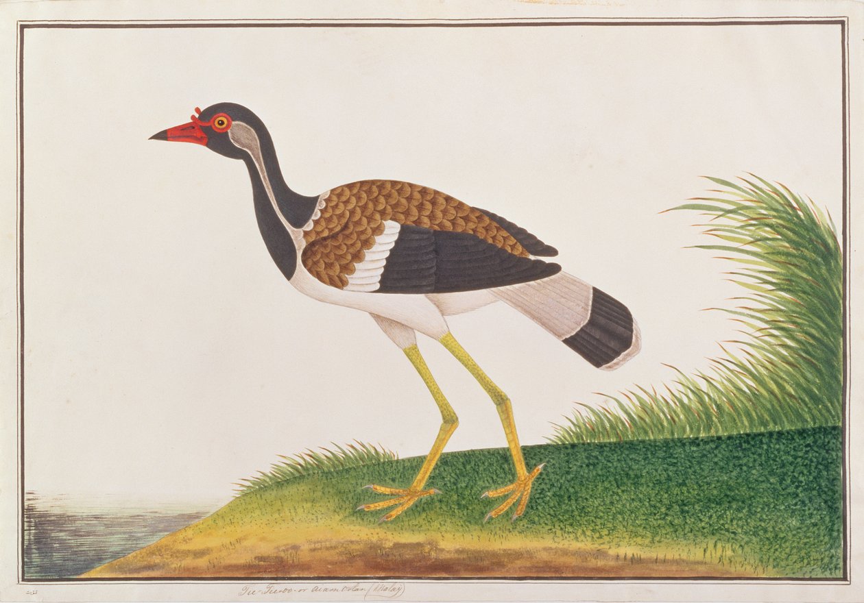 Rödvifta vipa, från teckningar av fåglar från Malacka, c.1805-18 (wc på papper) av Chinese School