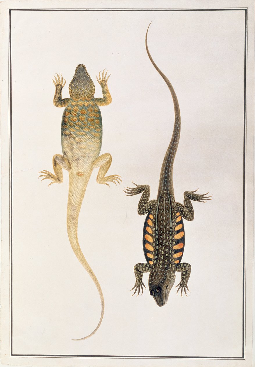 Reptiler, från teckningar av djur, insekter och reptiler från Malacka, c.1805-18 (wc och gouache på papper) av Chinese School