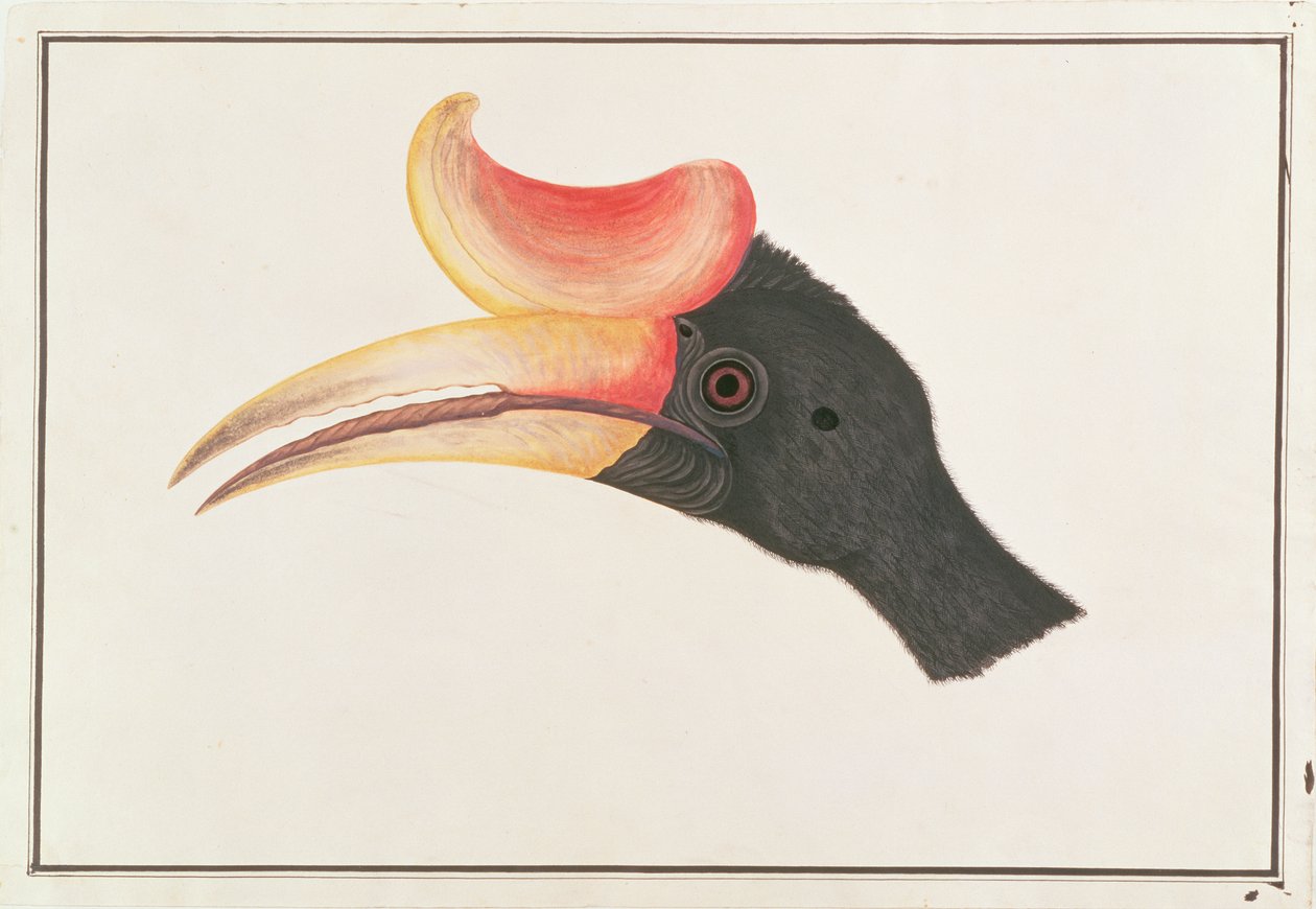 Noshörning Hornbill, från Drawings of Birds from Malacca, c.1805-18 (wc på papper) av Chinese School