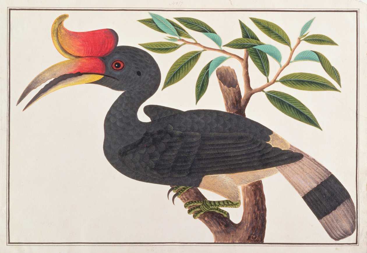 Noshörning Hornbill, från Drawings of Birds from Malacca, c.1805-18 (wc på papper) av Chinese School