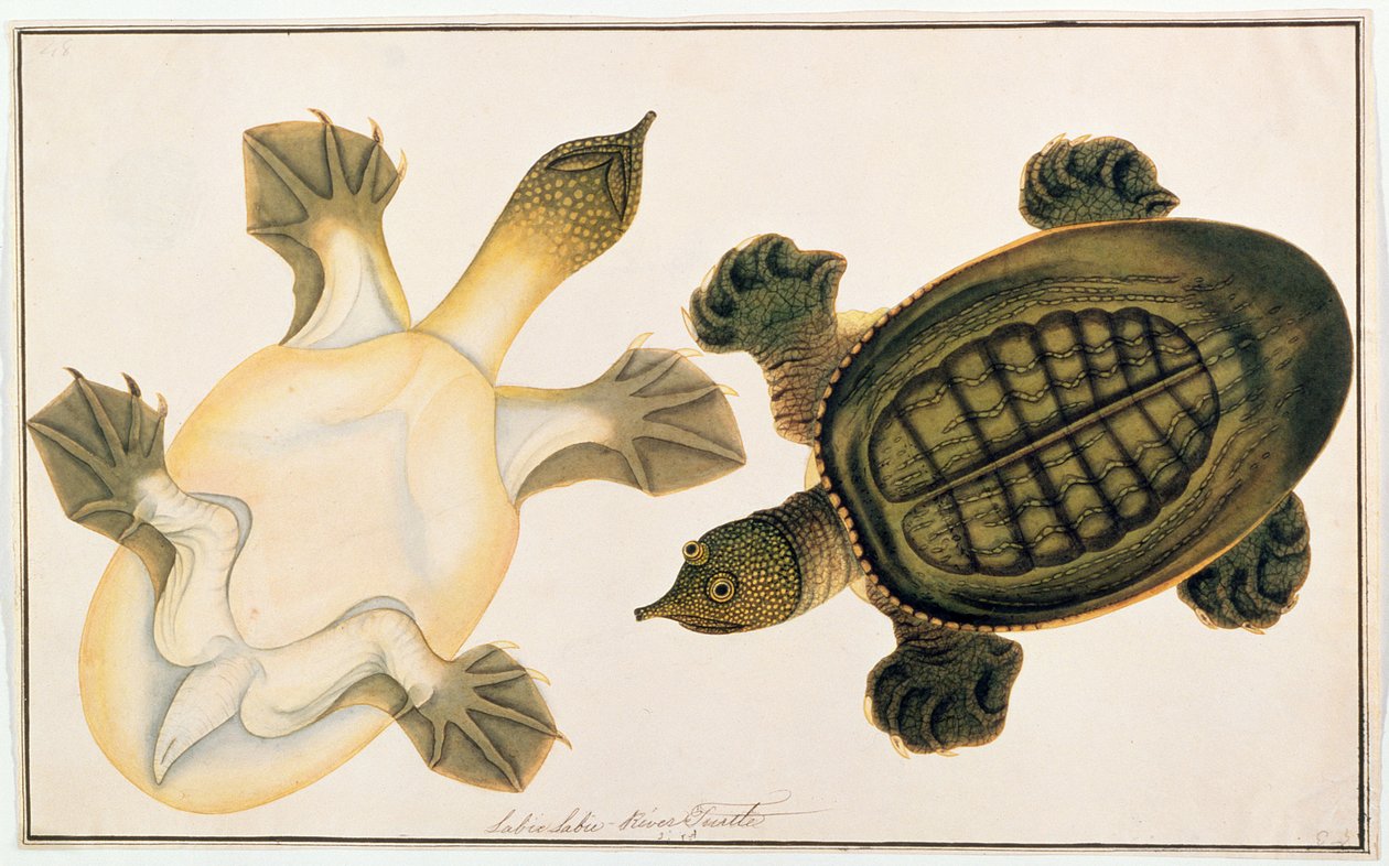 River Turtle, Labie Labu, från Drawings of Animals, Insects and Reptiles from Malacca, c.1805-18 (gouache och wc på papper) av Chinese School