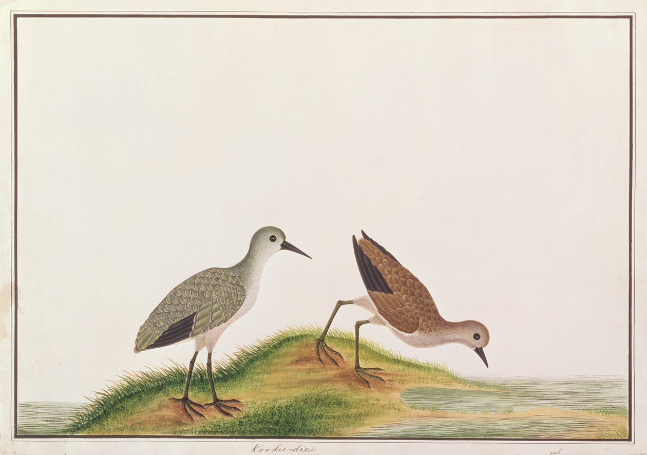 Sandpiper, från Drawings of Birds from Malacca, c.1805-18 (wc på papper) av Chinese School
