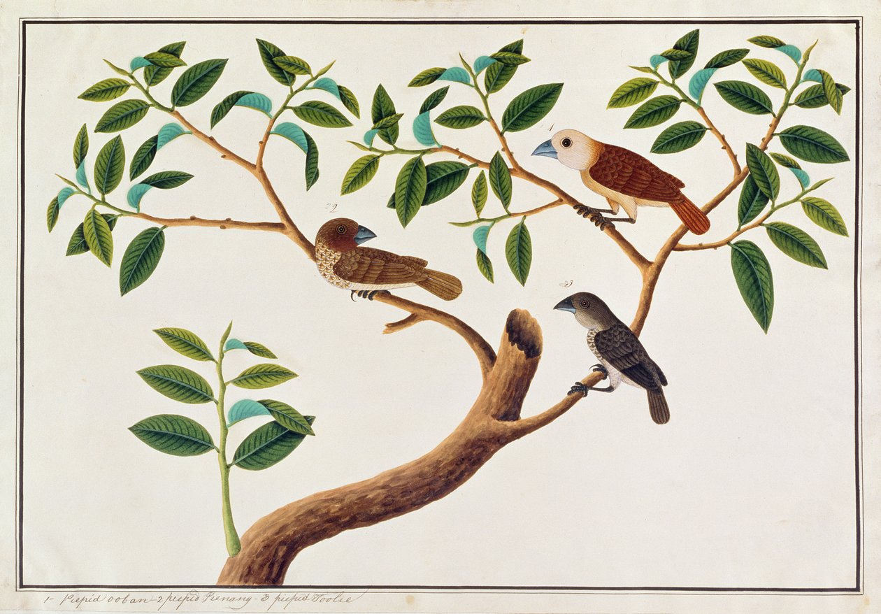 Fjällbröst Munia, Vithövdad Munia och malaysisk honungsguide, från Drawings of Birds from Malacca, c.1805-18 (wc på papper) av Chinese School