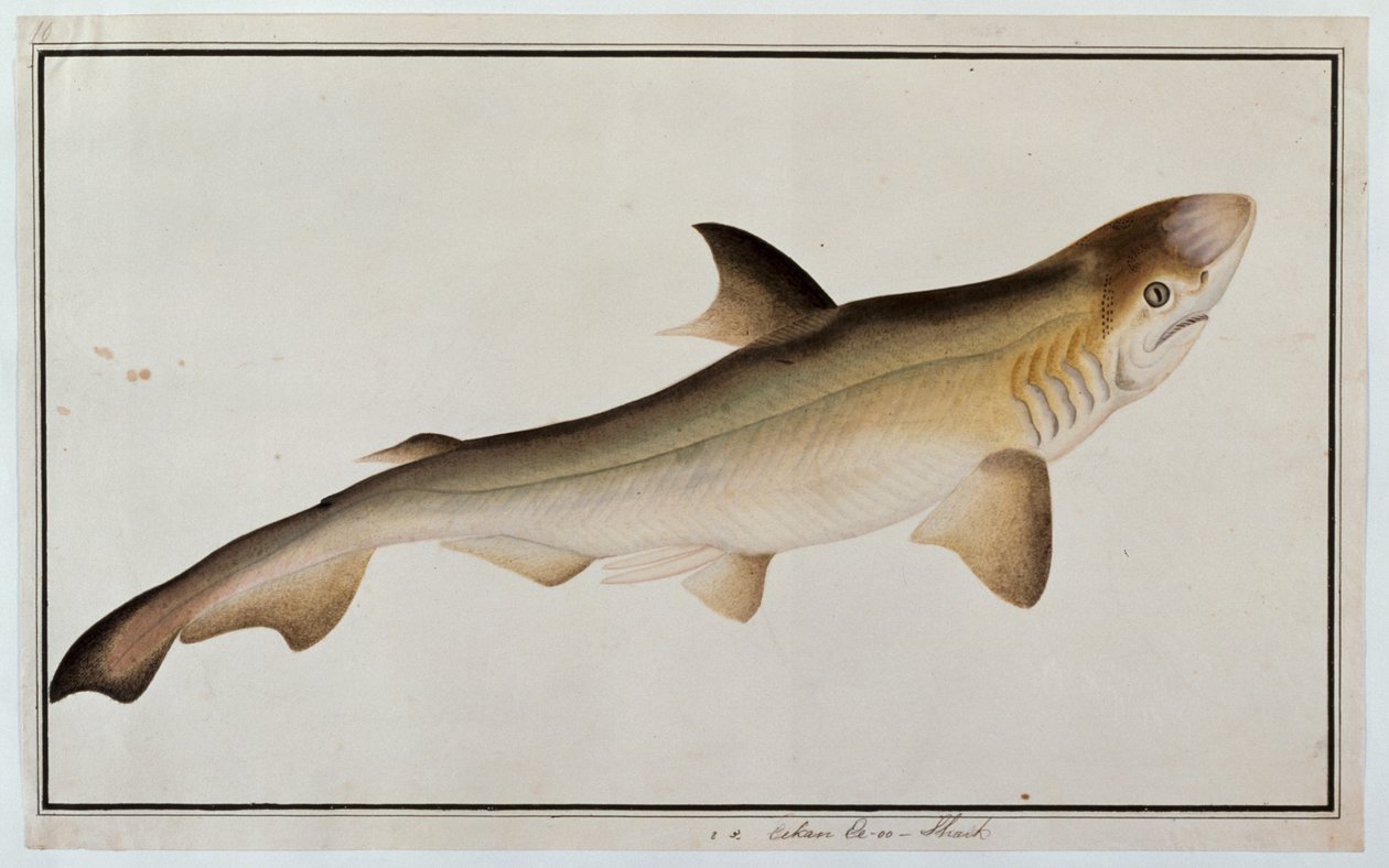 Shark, Eekan Ee-oo, från Drawings of Fishes from Malacca, c.1805-18 (wc på papper) av Chinese School