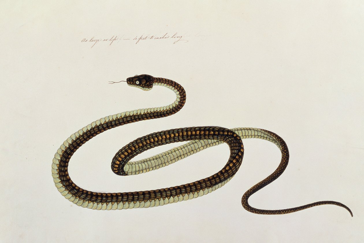 Orm, från teckningar av djur, insekter och reptiler från Malacka, ca 1805-18 (gouache och wc på papper) av Chinese School
