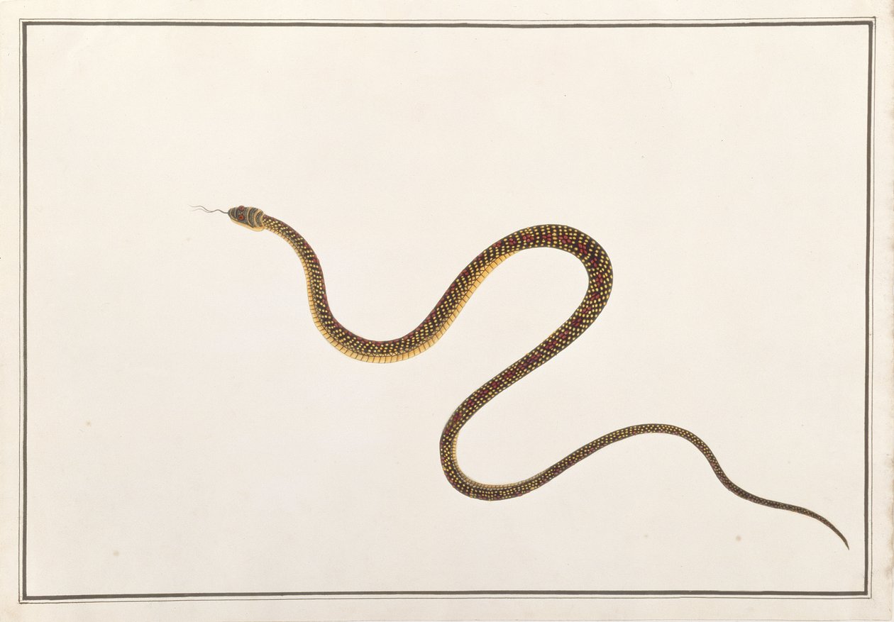 Orm, från teckningar av djur, insekter och reptiler från Malacka, ca 1805-18 (gouache och wc på papper) av Chinese School