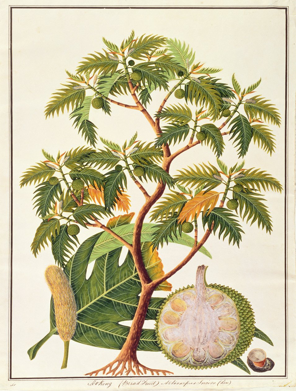Sookong (Brödfrukt) och Artocarpus Incisa (Lin) från Drawings of Plants from Malacca, c.1805-18 (wc på papper) av Chinese School