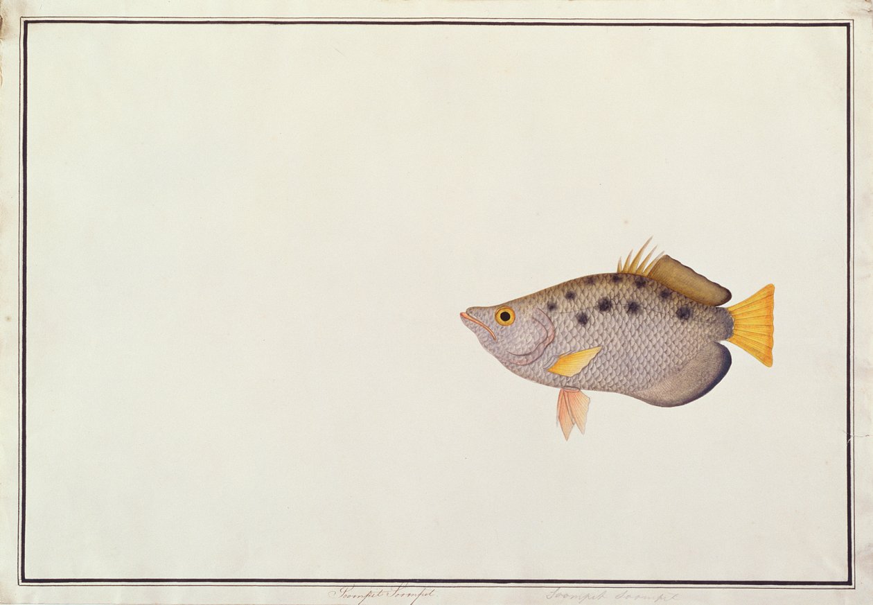Fläckig bågfisk, från teckningar av fiskar från Malacka, ca 1805-18 (wc på papper) av Chinese School