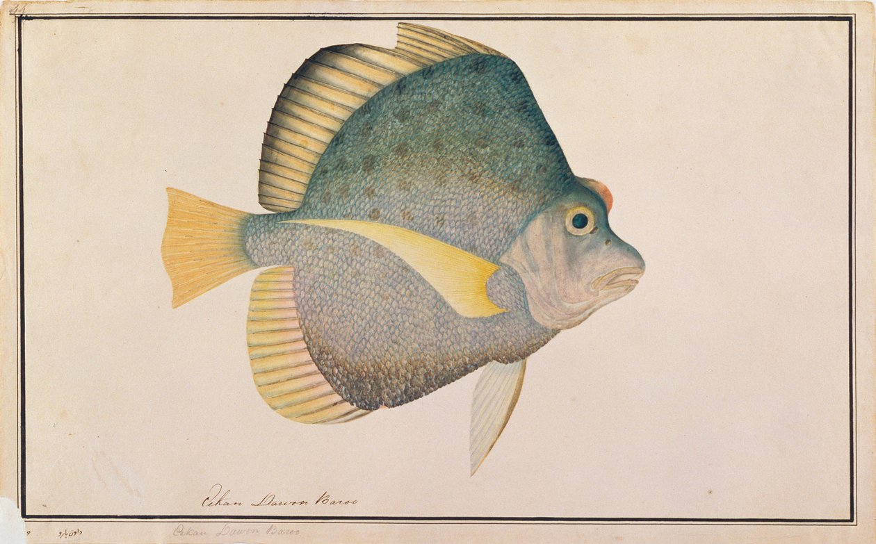 Fläckig Sicklefish, från Drawings of Fishes from Malacca, c.1805-18 (wc på papper) av Chinese School