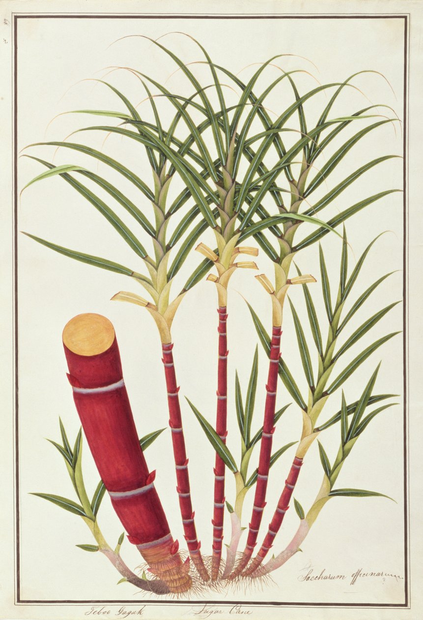 Sockerrör, Teboo Gagak, från Drawings of Plants from Malacca, c.1805-18 (wc på papper) av Chinese School