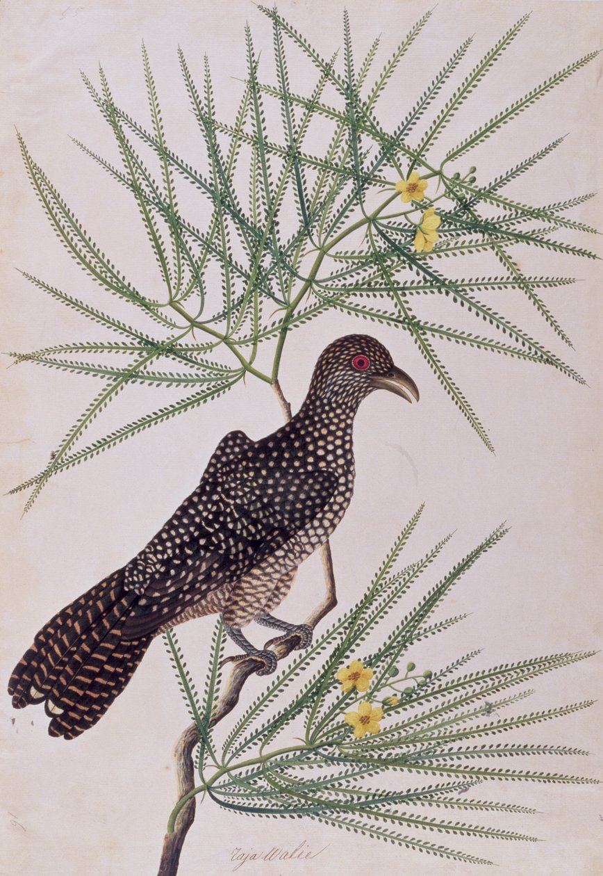 Taja Walie, från Drawing of Birds from Malacca, c.1805-18 (wc på papper) av Chinese School