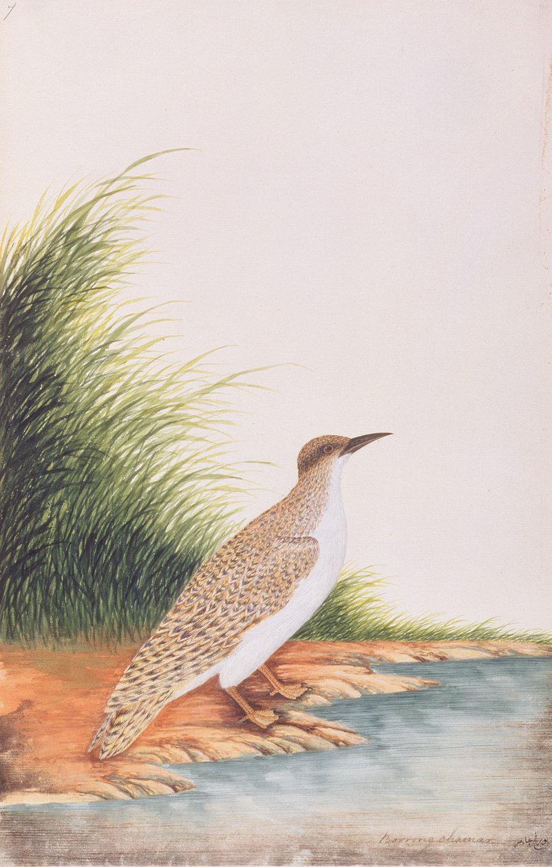 Tärna, från Drawings of Birds from Malacca, c.1805-18 (wc på papper) av Chinese School